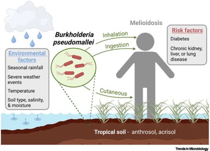What does Burkholderia pseudomallei cause?