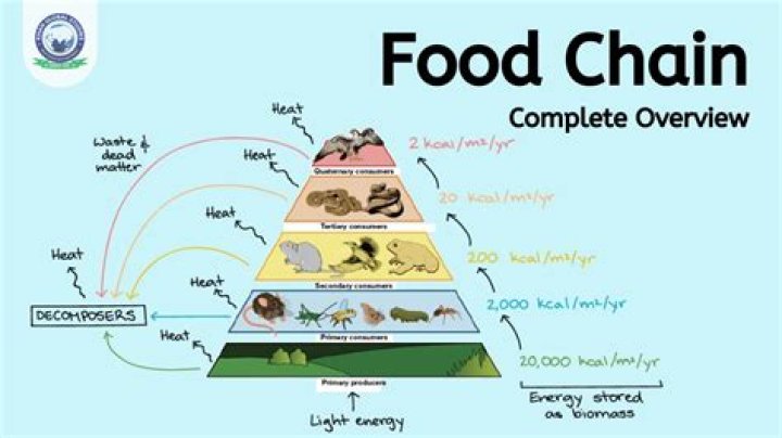 What Does lowest on the food chain mean?