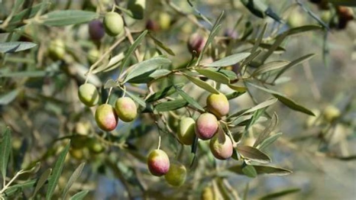 What does olive oil do for spaghetti?
