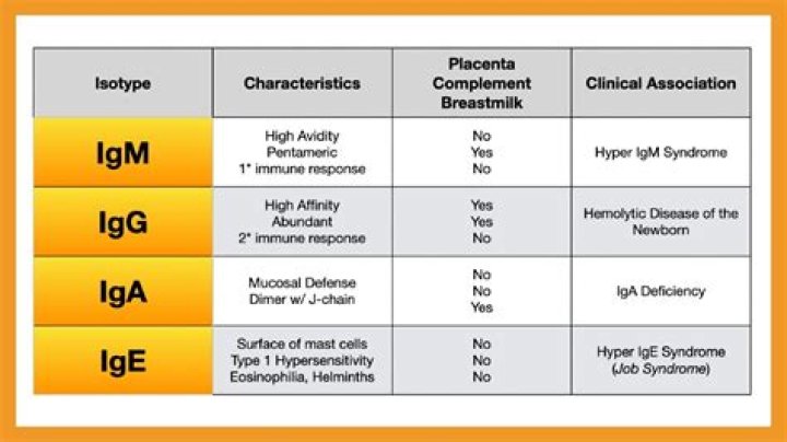 What does positive IgM anti-HBc mean?