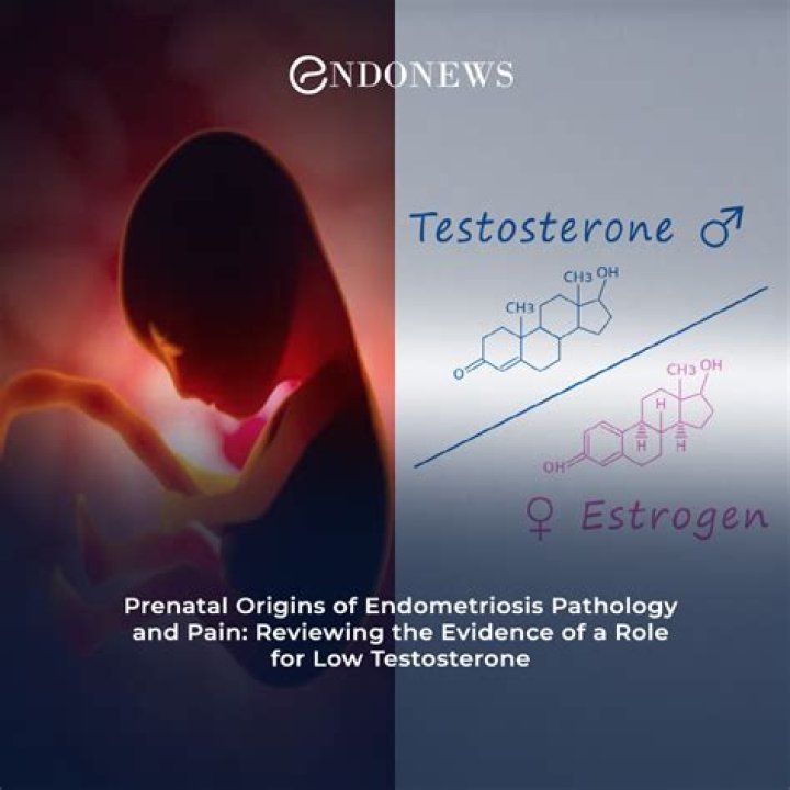 What does prenatal testosterone do?