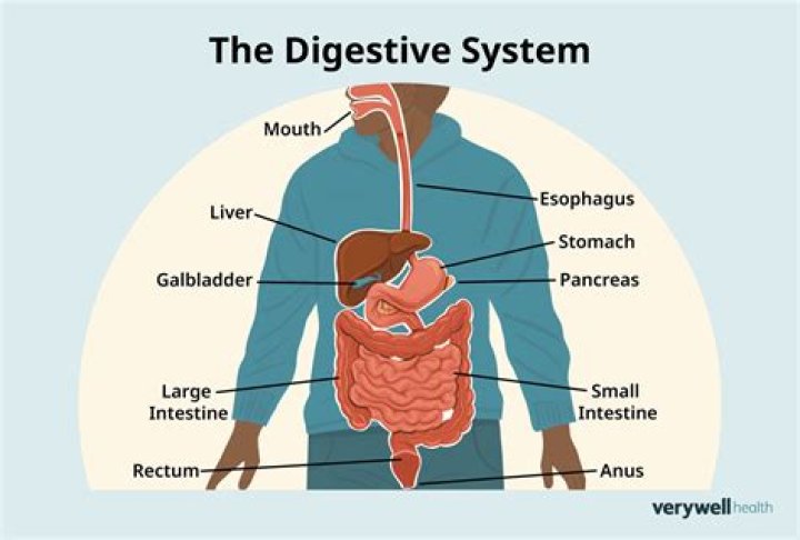 What does the brain do in the digestive system?