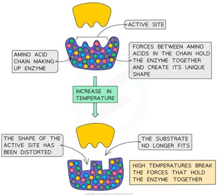 What does the enzyme pepsin catalyze?