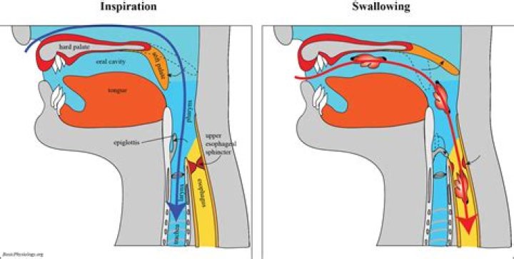 What does the gullet do in digestion?