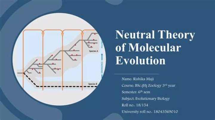 What does the neutral theory of molecular evolution contend?