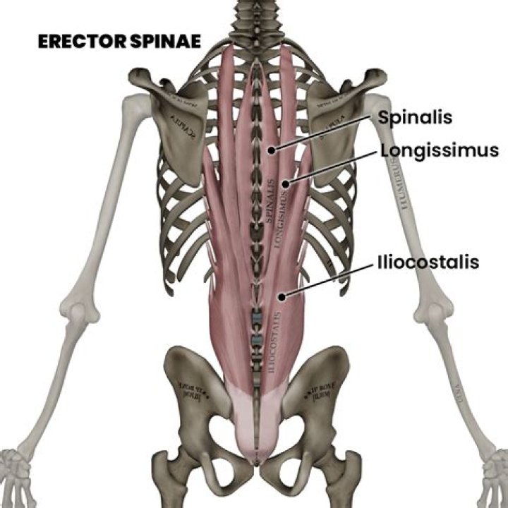 What does the spinalis group do?