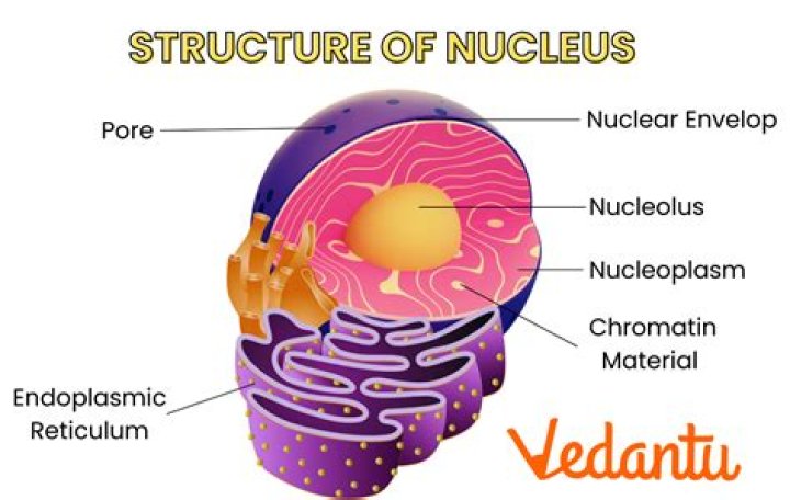 What does vestibular nucleus do?