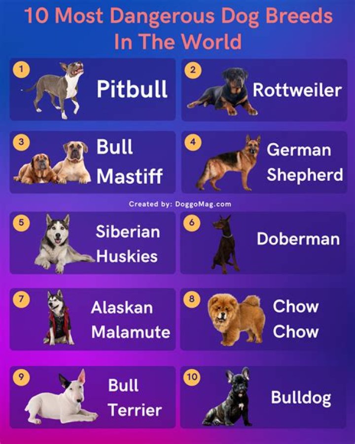 What dog breed is most active?
