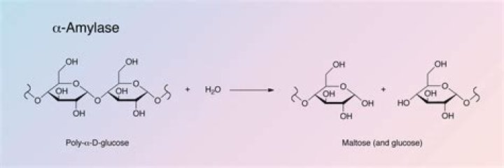 What enzyme makes sugar?