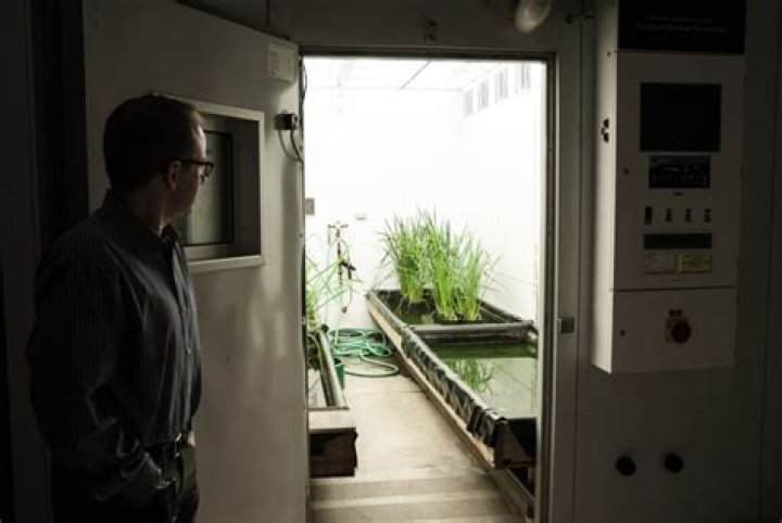 What exactly is genetically modified food?