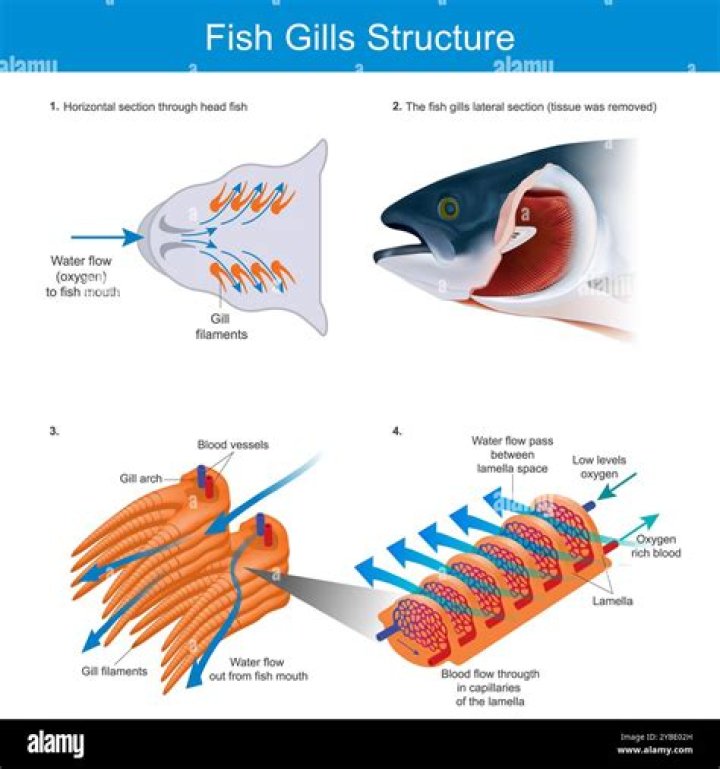 What fish has lungs and gills?