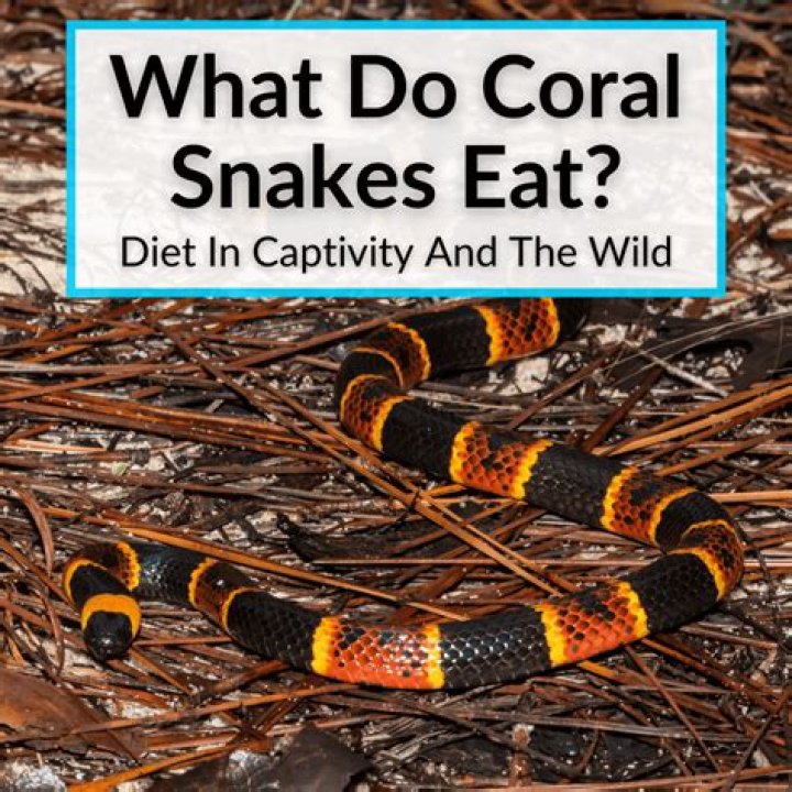 What food does the Eastern fox snake eat?