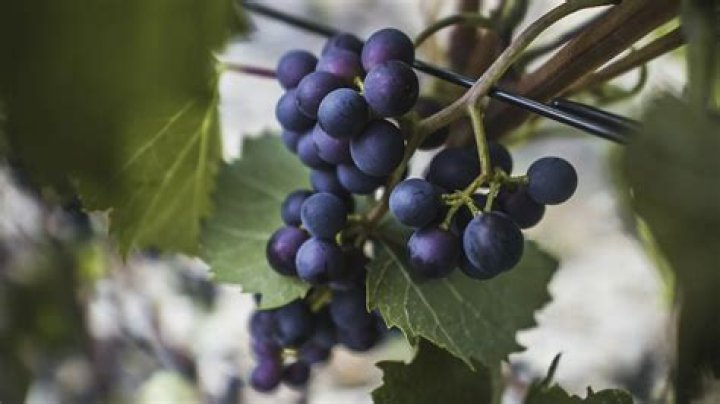 What grapes are used for Syrah?