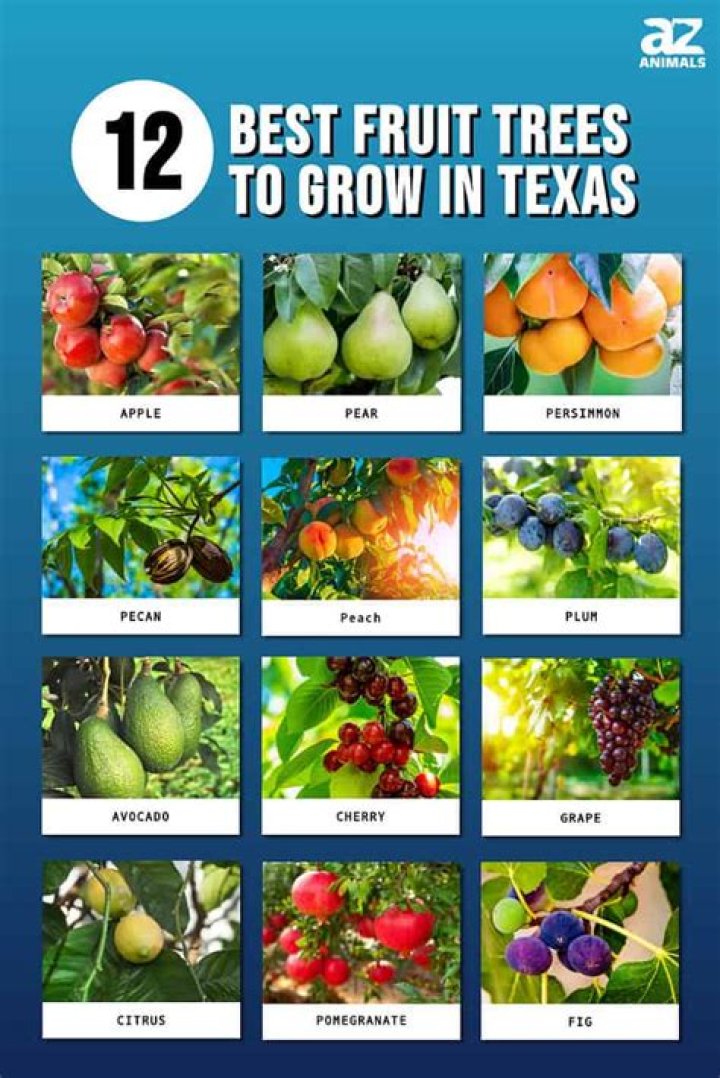 What grows well in Thailand?