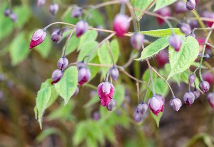 What Guinean weed Bush good for?