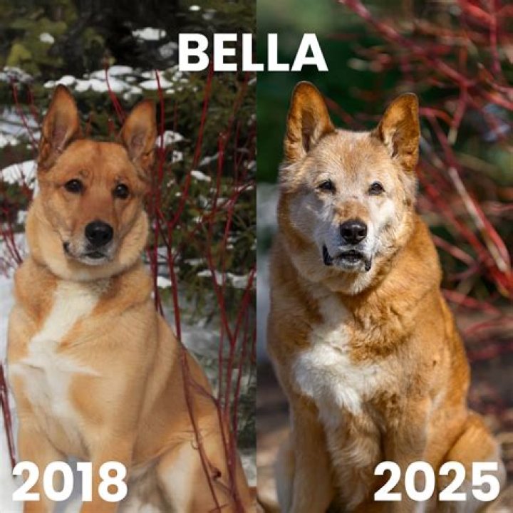 What happened to heidis dog Bella?