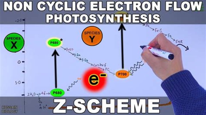 What happens during cyclic electron flow in photosynthesis?