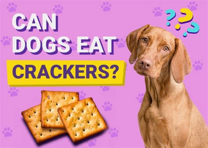 What happens if dogs eat oleanders?