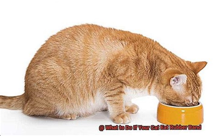 What happens if my cat eats a rubber band?