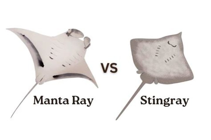 What is a big stingray called?