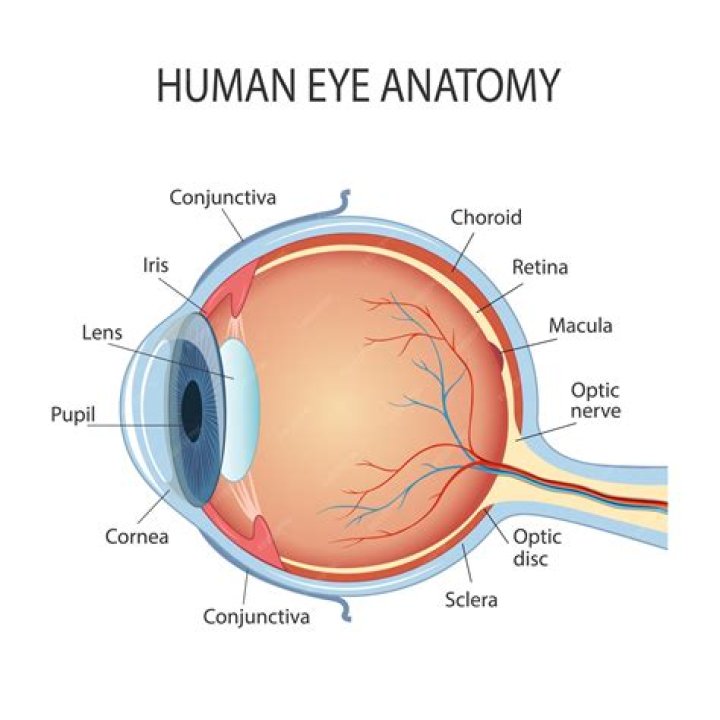 What is a cross section line?