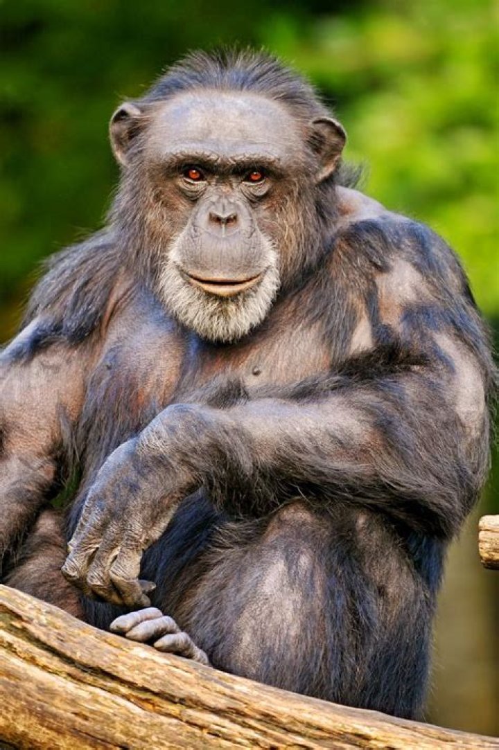What is a male chimpanzee called?