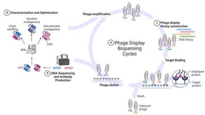 What is a Mycobacterium phage?