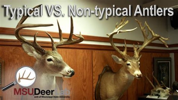 What is a non-typical deer?