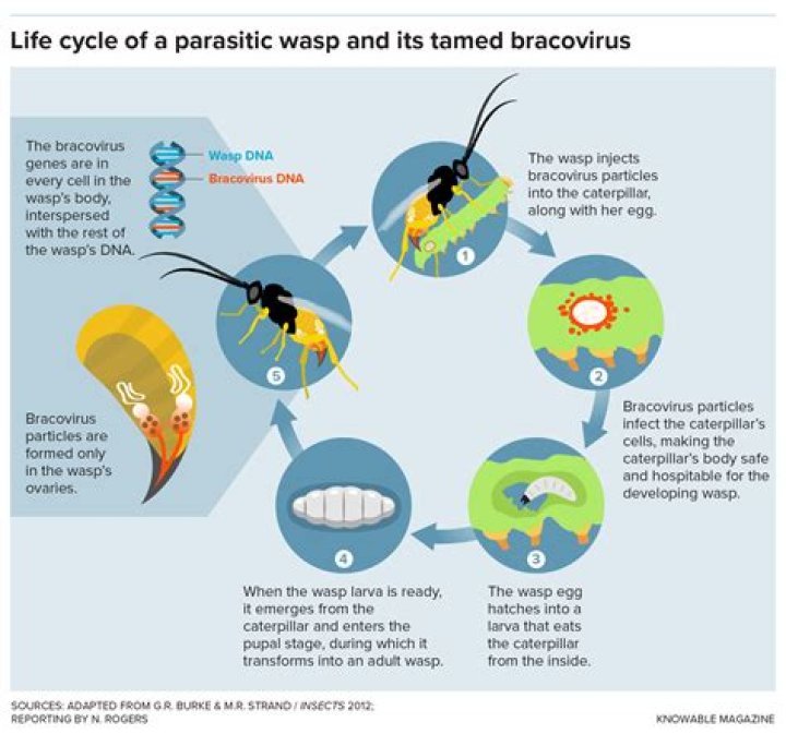 What is a parasitic life?