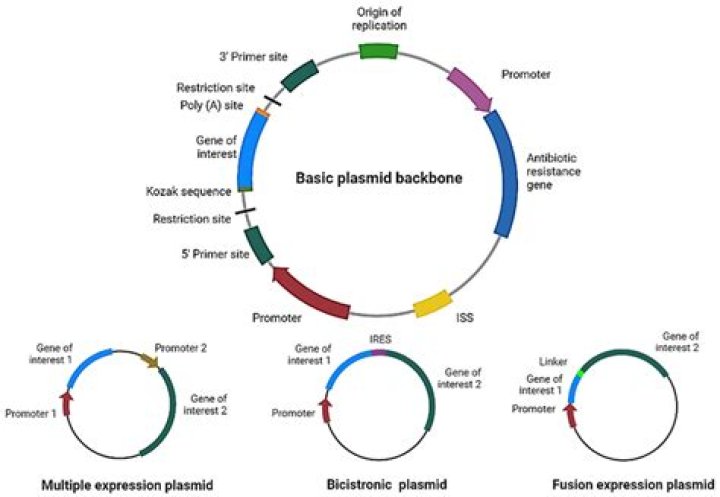 What is a plasmid sequence?