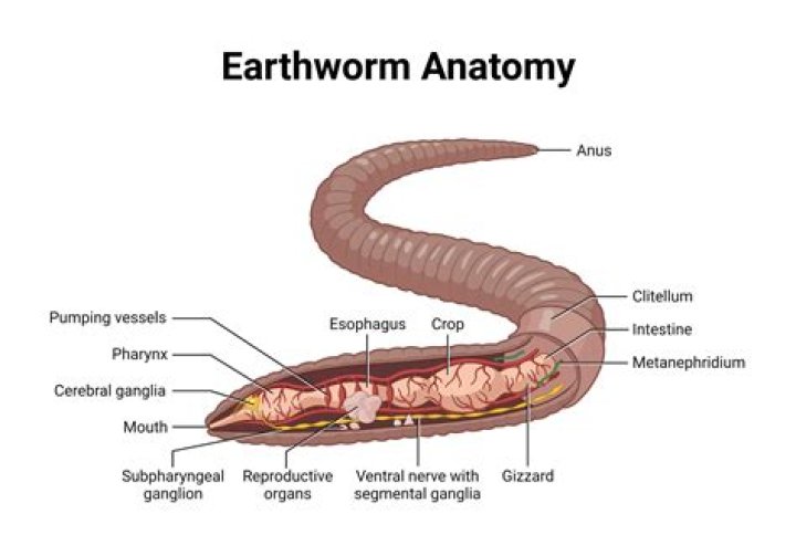 What is a prostomium in annelids?