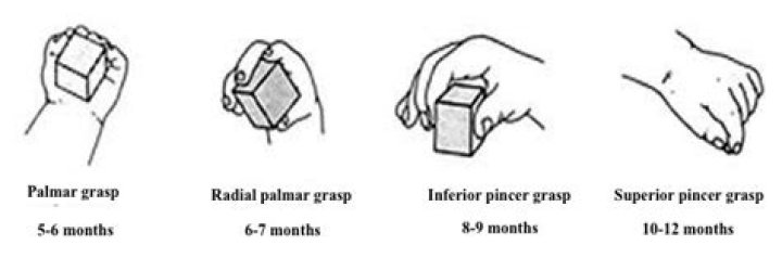 What is a radial palmar grasp?