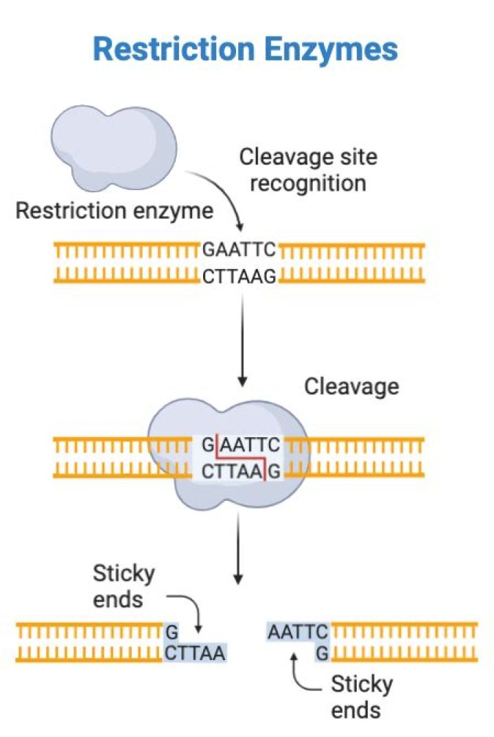 What is a restriction enzyme cut site?