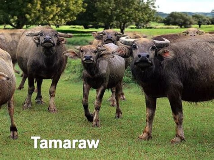 What is a Tamawo?