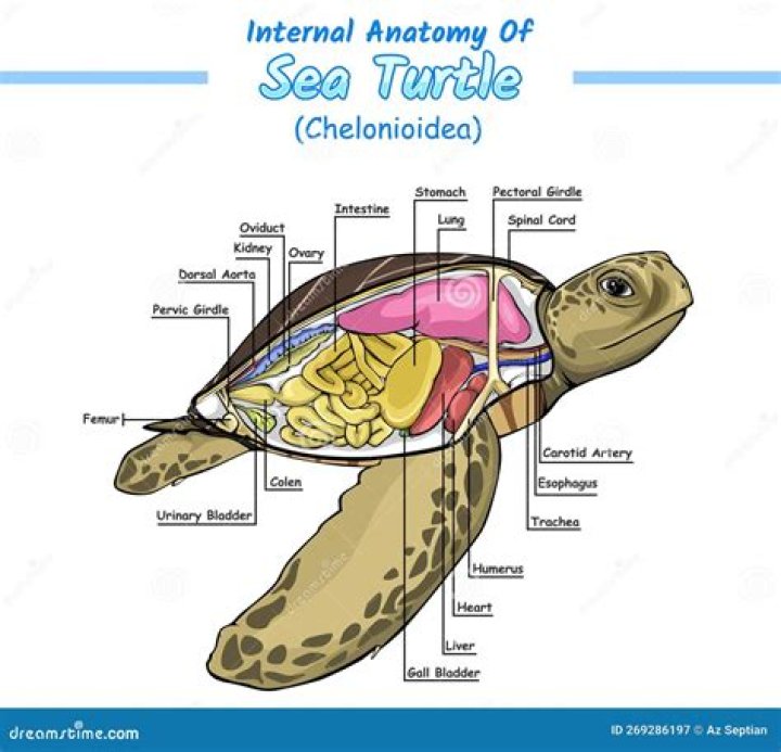 What is a turtle diagram used for?