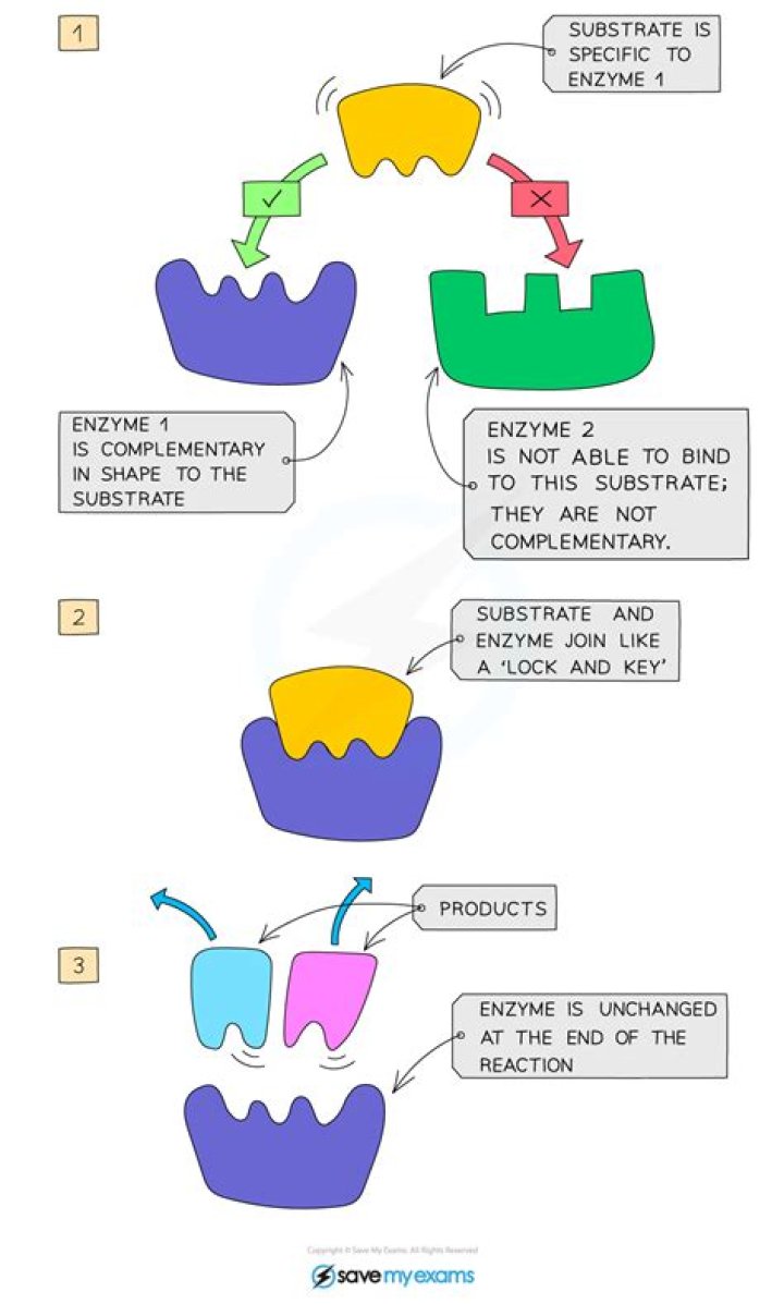What is an enzyme Igcse biology?