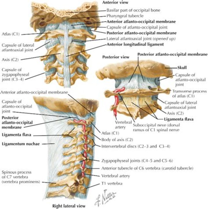 What is an os odontoideum?