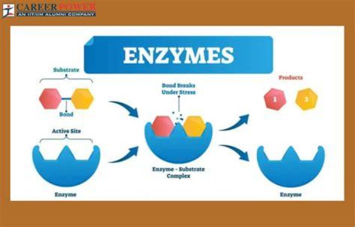 What is another name for enzymes biology?