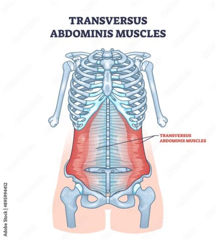 What is another name for transversus abdominis?