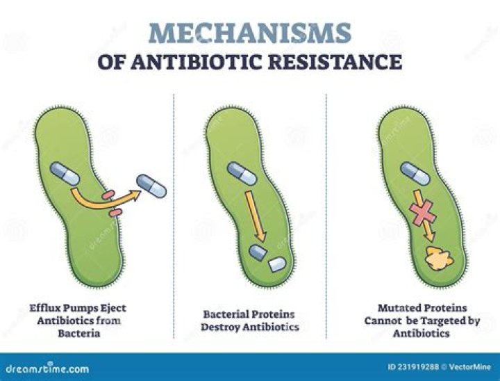 What is antibiotic resistance gene give example?