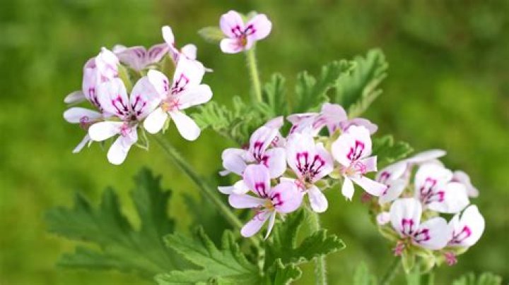 What is apium graveolens used for?
