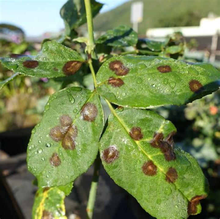 What is black spot on plants?
