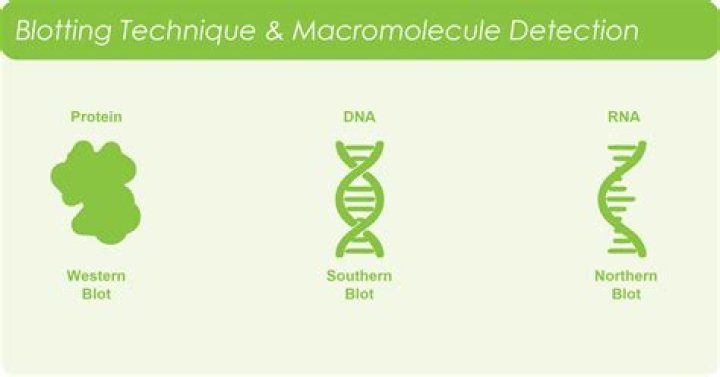 What is blotting in biology?