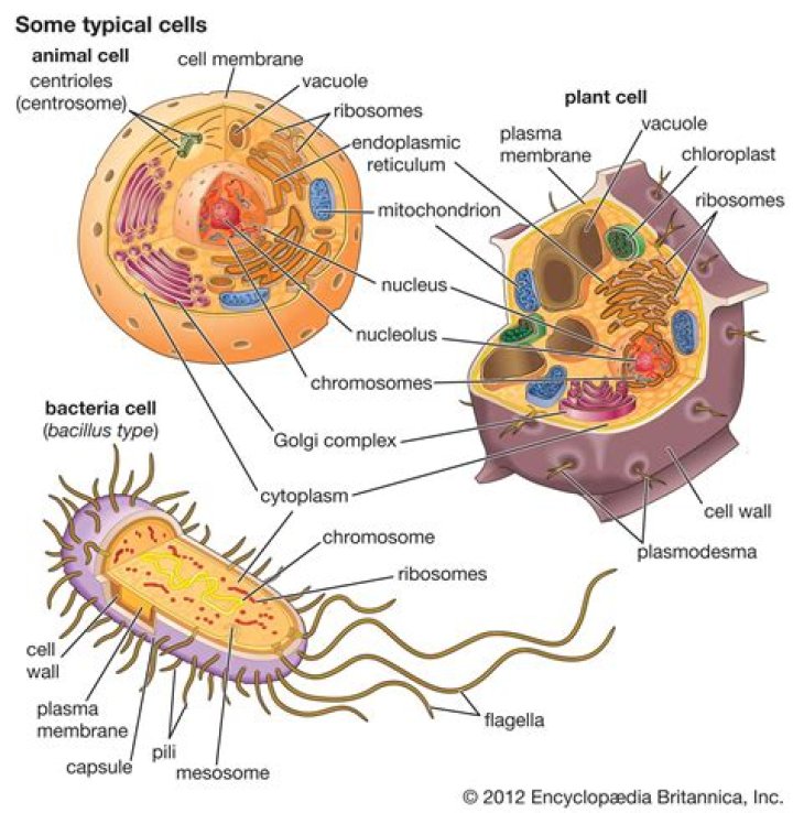 What is cell division called in prokaryotic cells?
