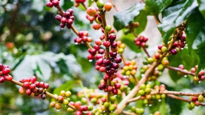 What is Coffea cruda used for?