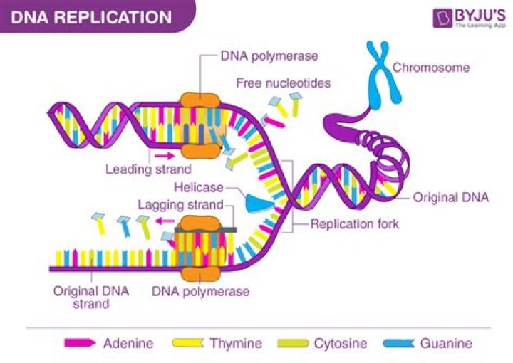 What is DNA replication process?