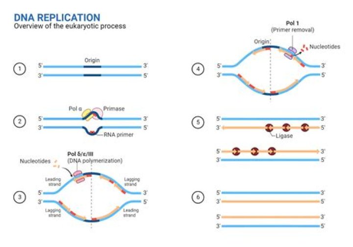 What is F1 origin of replication?