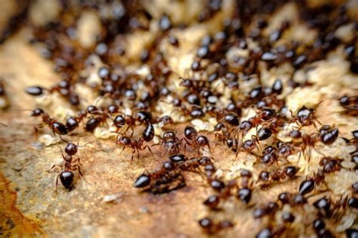 What is FileSet in Ant?