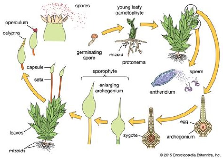 What is Gametophytic and Sporophytic phase?