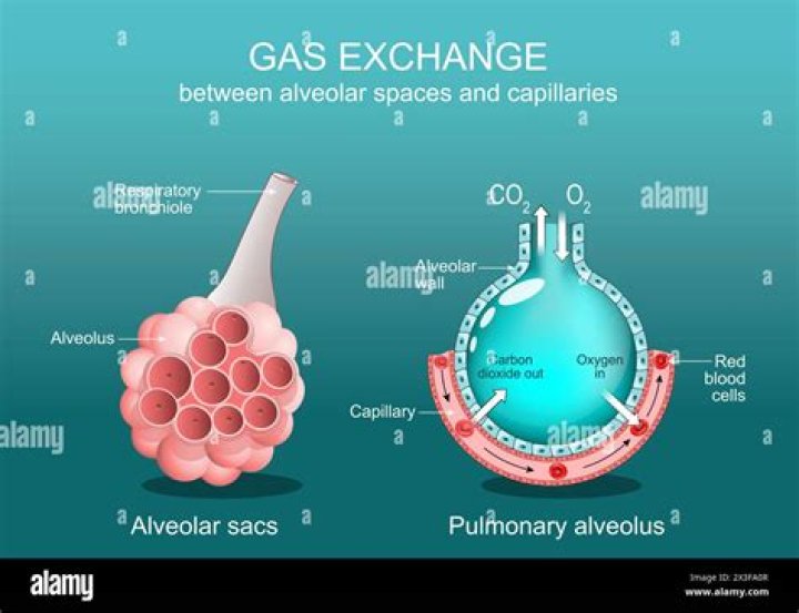 What is gaseous diffusion apparatus?
